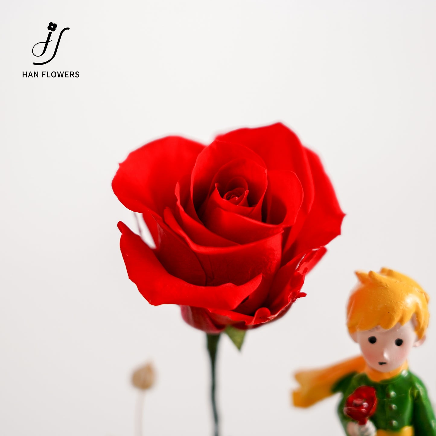 永生花 小王子星球