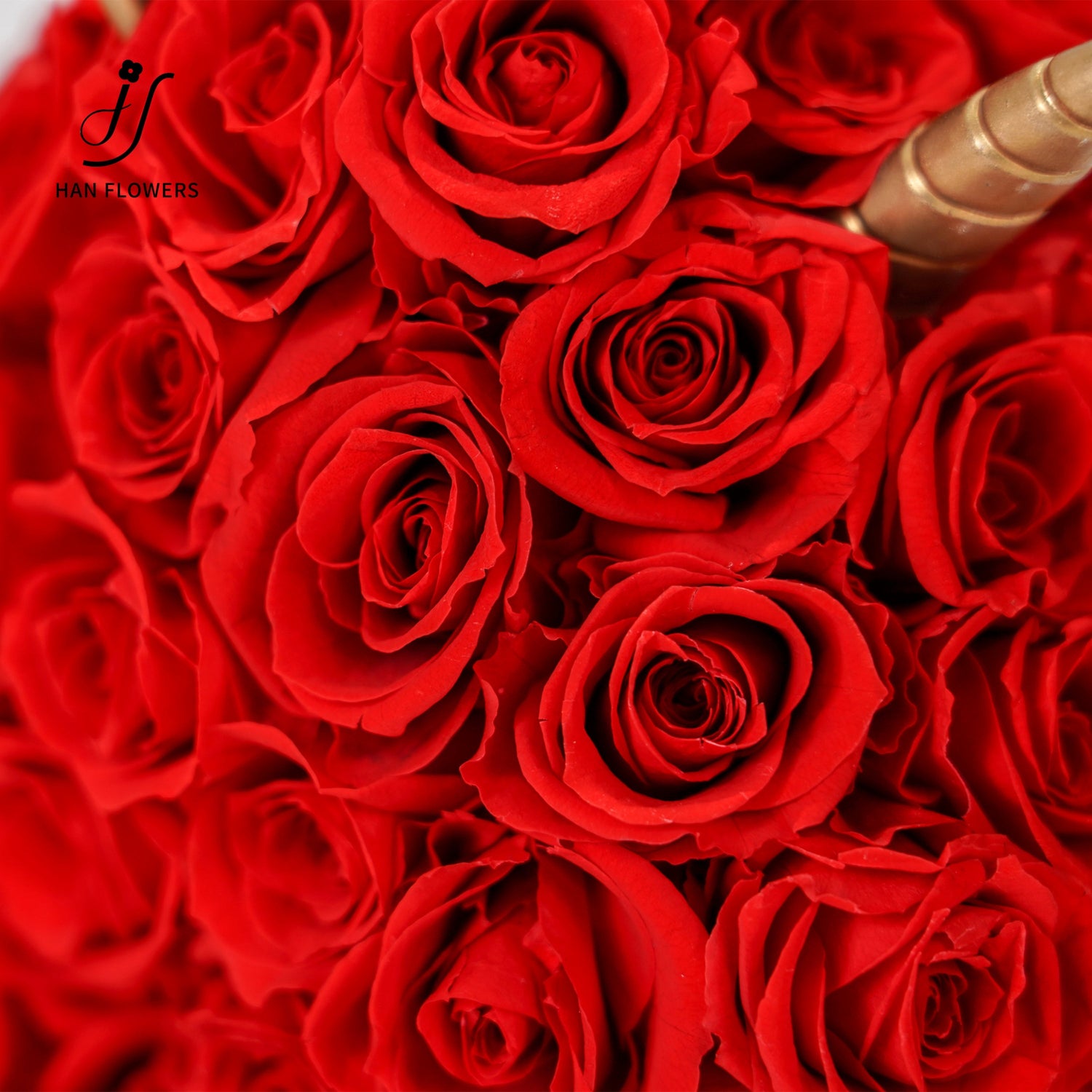ROSE LOVE