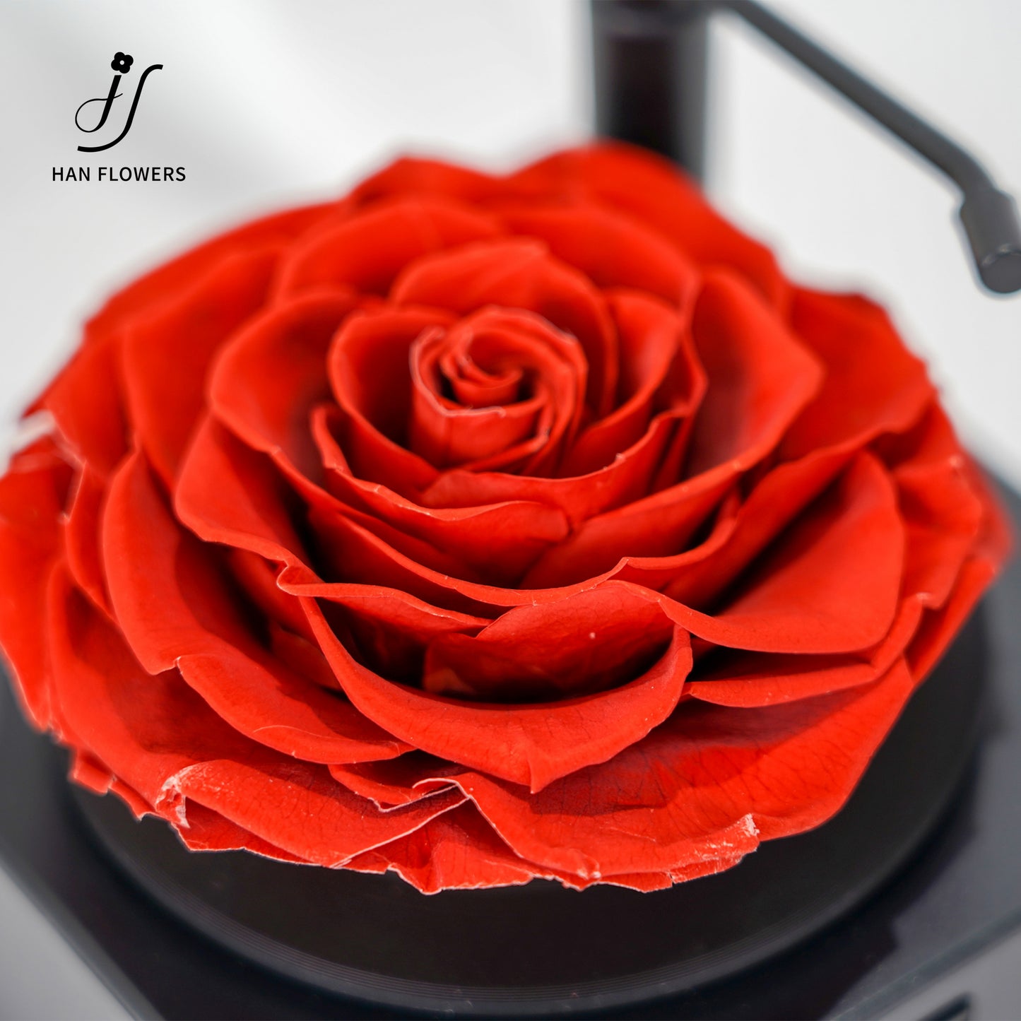 永生花 玫瑰留聲機